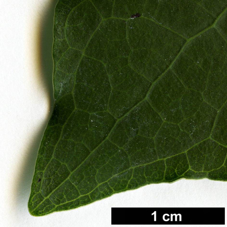 High resolution image: Family: Piperaceae - Genus: Macropiper - Taxon: excelsum High resolution image: Family: Piperaceae - Genus: Macropiper - Taxon: excelsum